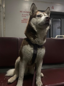 Сибирская хаски