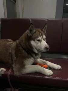 Сибирская хаски