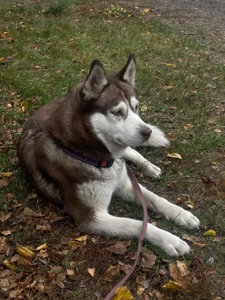 Сибирская хаски