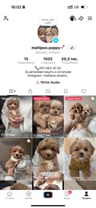 Міні хлопчик мальтипу Ф1