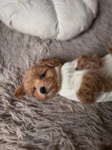 Міні хлопчик мальтипу Ф1