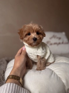 Міні хлопчик мальтипу Ф1