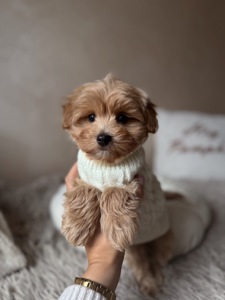 Міні хлопчик мальтипу Ф1