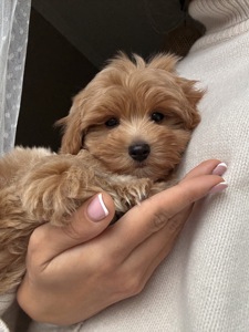 Міні хлопчик мальтипу Ф1