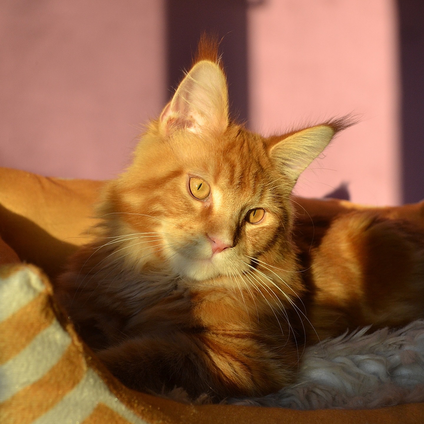 Кошеня Мейн кун, Maine Coon