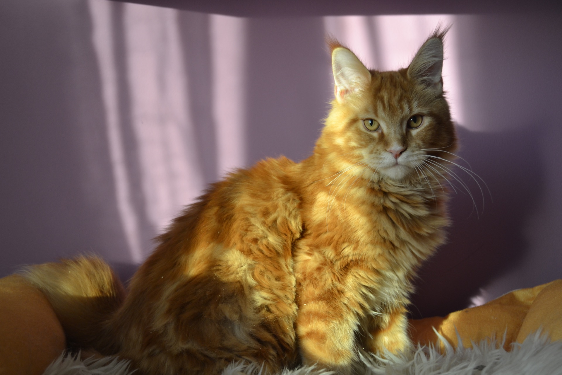 Кошеня Мейн кун, Maine Coon