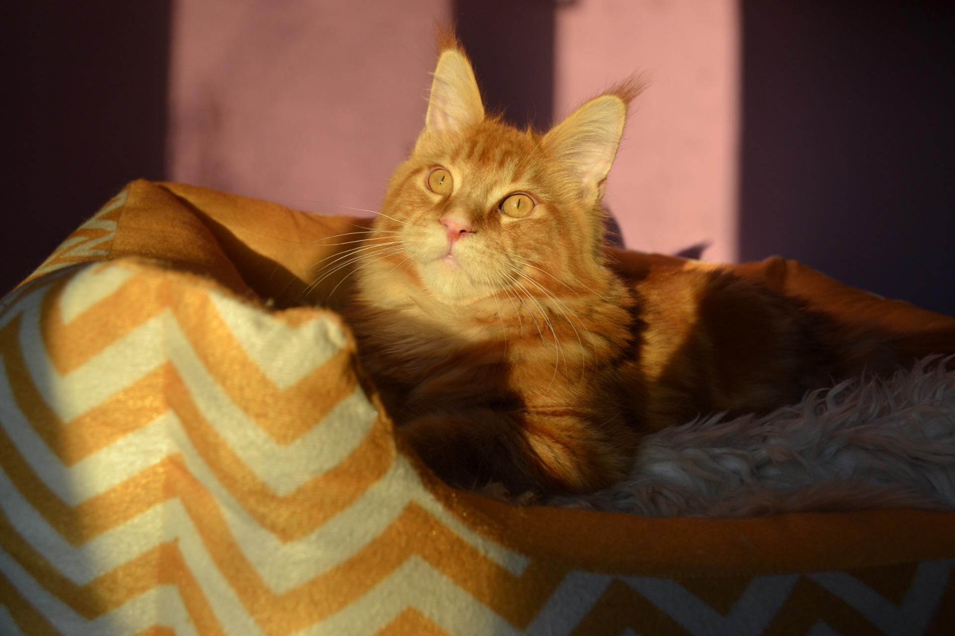 Кошеня Мейн кун, Maine Coon