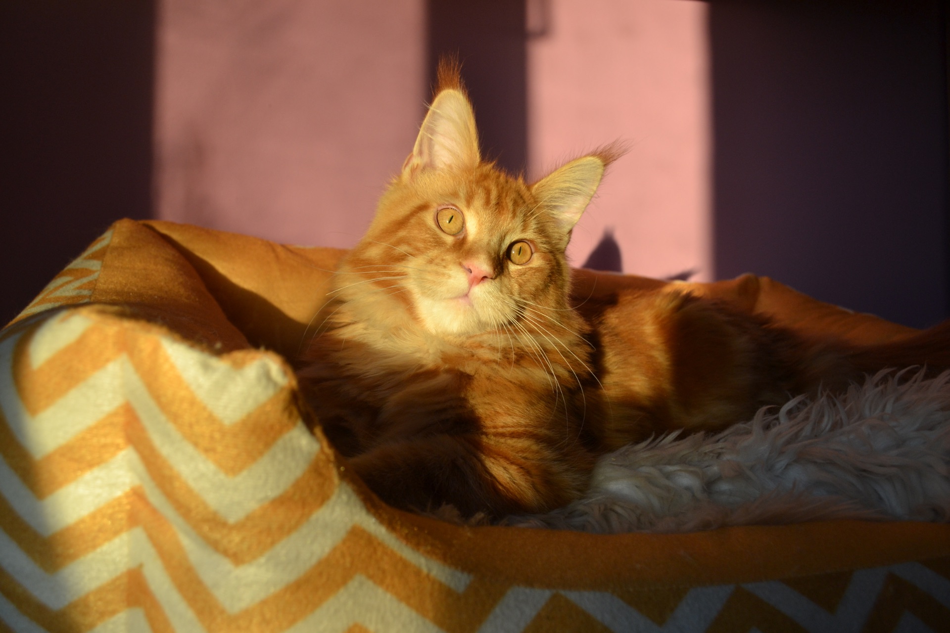 Кошеня Мейн кун, Maine Coon