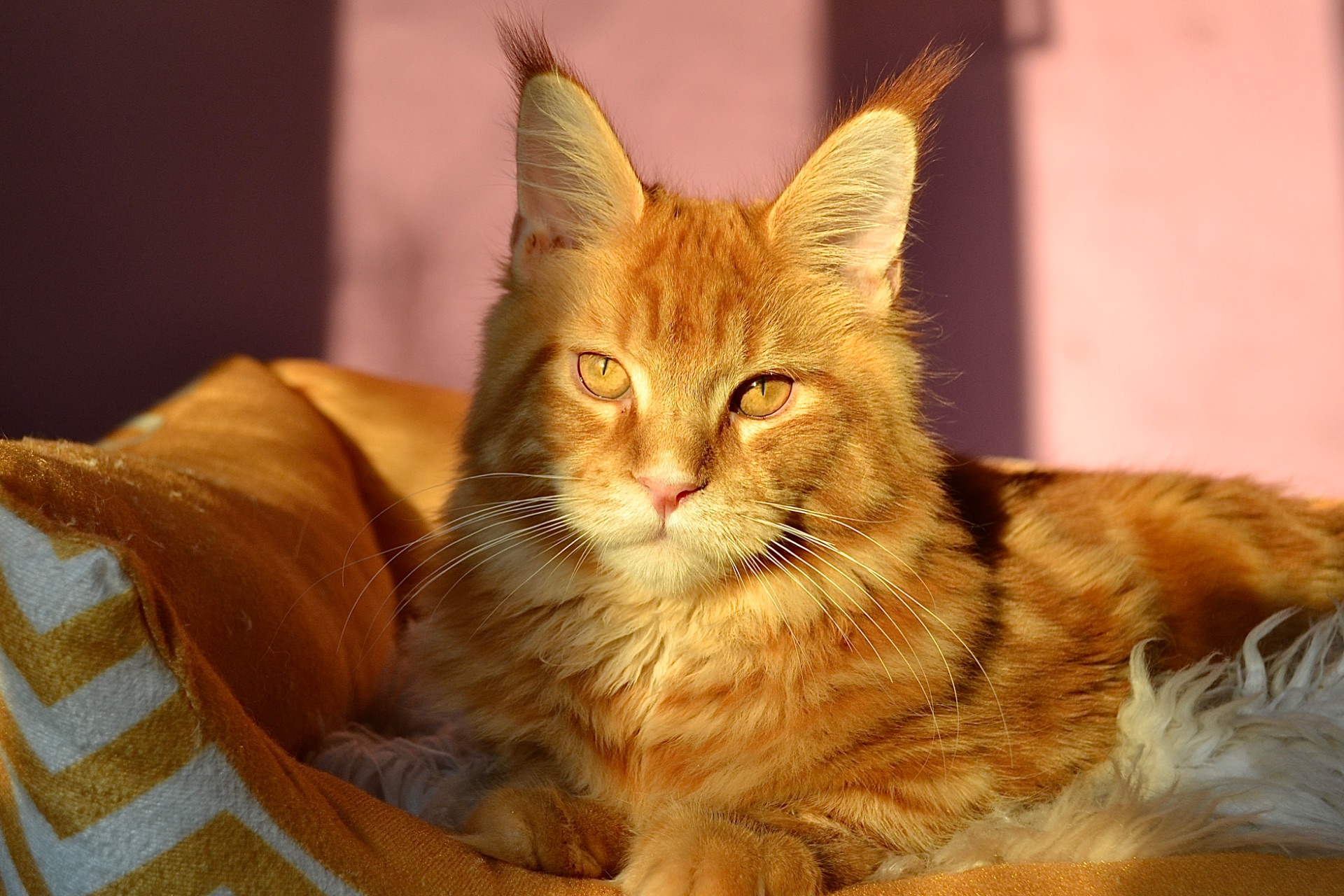 Кошеня Мейн кун, Maine Coon