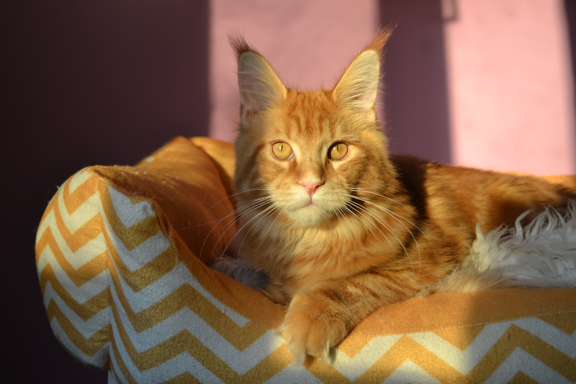 Кошеня Мейн кун, Maine Coon