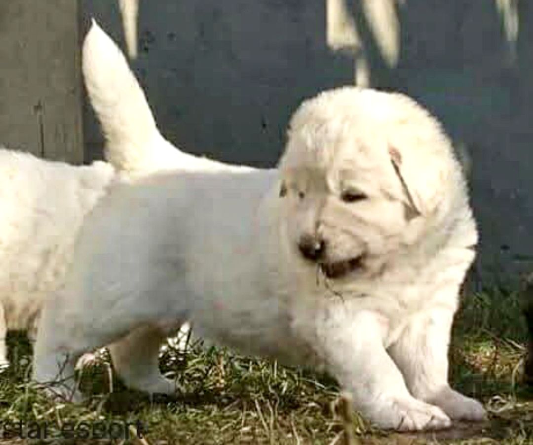 Унікальні білі цуценята кавказької вівчарки розплідник Star Escort