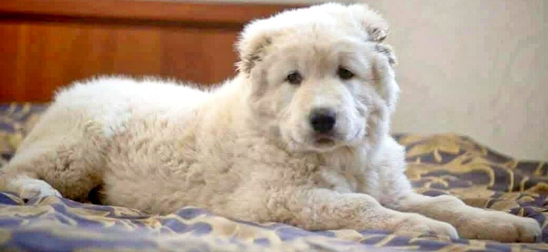 Унікальні білі цуценята кавказької вівчарки розплідник Star Escort