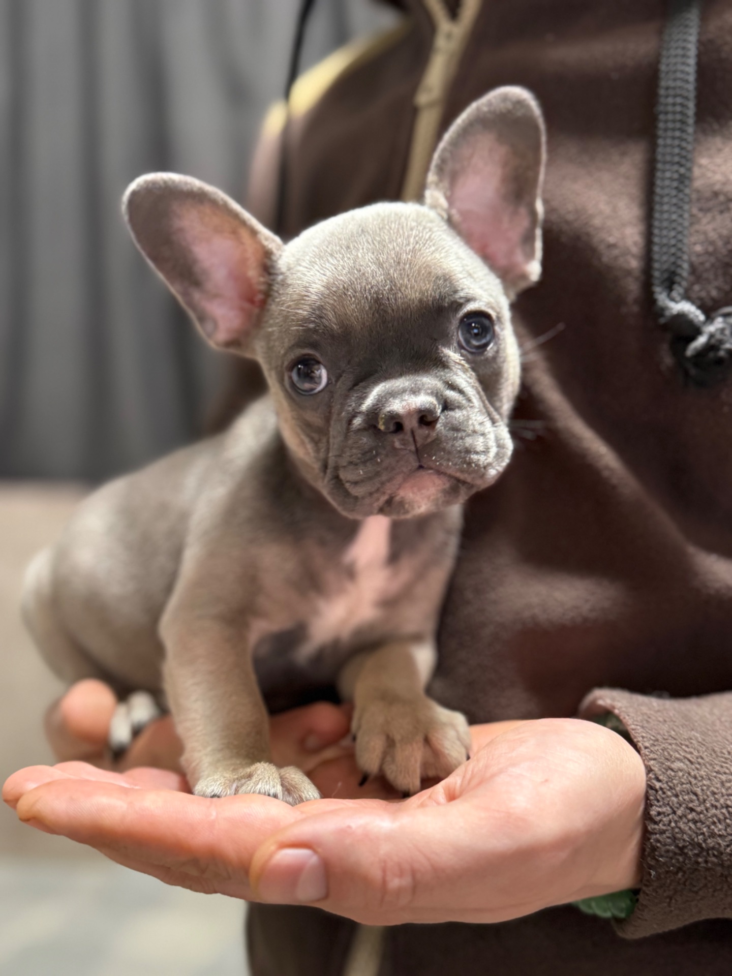 Красунечка французького бульдога