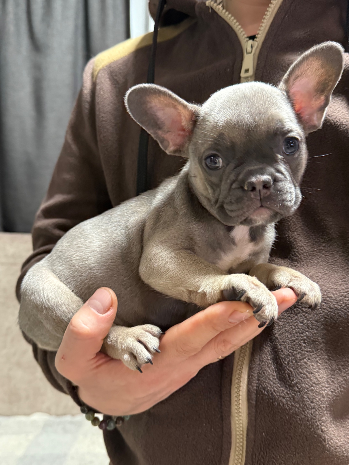 Красунечка французького бульдога