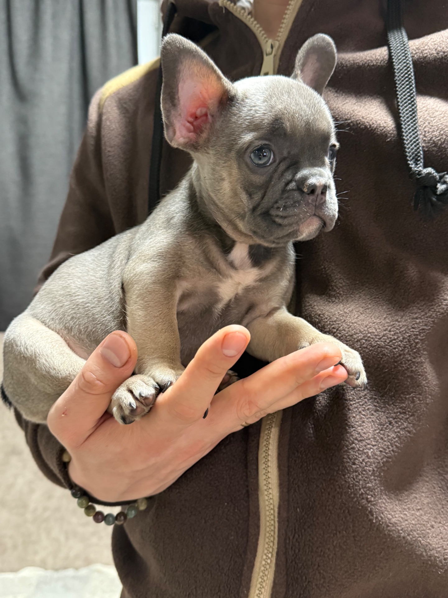 Красунечка французького бульдога