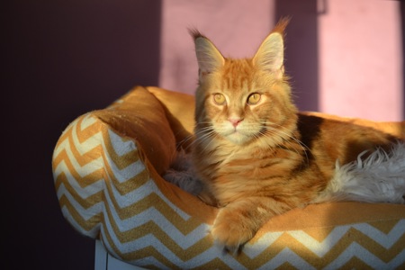Кошеня Мейн кун, Maine Coon