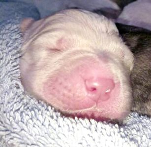 Унікальні білі цуценята кавказької вівчарки розплідник Star Escort