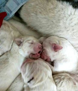 Унікальні білі цуценята кавказької вівчарки розплідник Star Escort