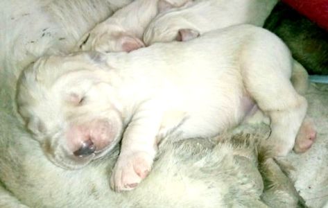 Унікальні білі цуценята кавказької вівчарки розплідник Star Escort