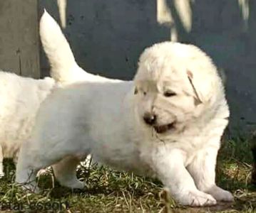 Унікальні білі цуценята кавказької вівчарки розплідник Star Escort