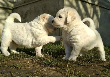 Унікальні білі цуценята кавказької вівчарки розплідник Star Escort