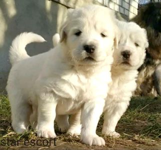 Унікальні білі цуценята кавказької вівчарки розплідник Star Escort