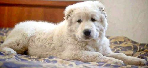 Унікальні білі цуценята кавказької вівчарки розплідник Star Escort