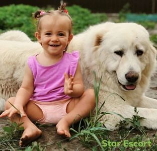 Унікальні білі цуценята кавказької вівчарки розплідник Star Escort