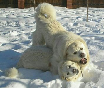 Унікальні білі цуценята кавказької вівчарки розплідник Star Escort