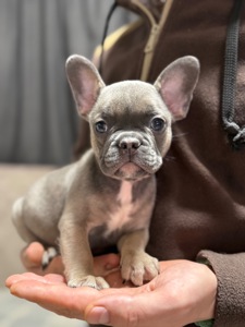 Красунечка французького бульдога