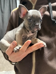 Красунечка французького бульдога