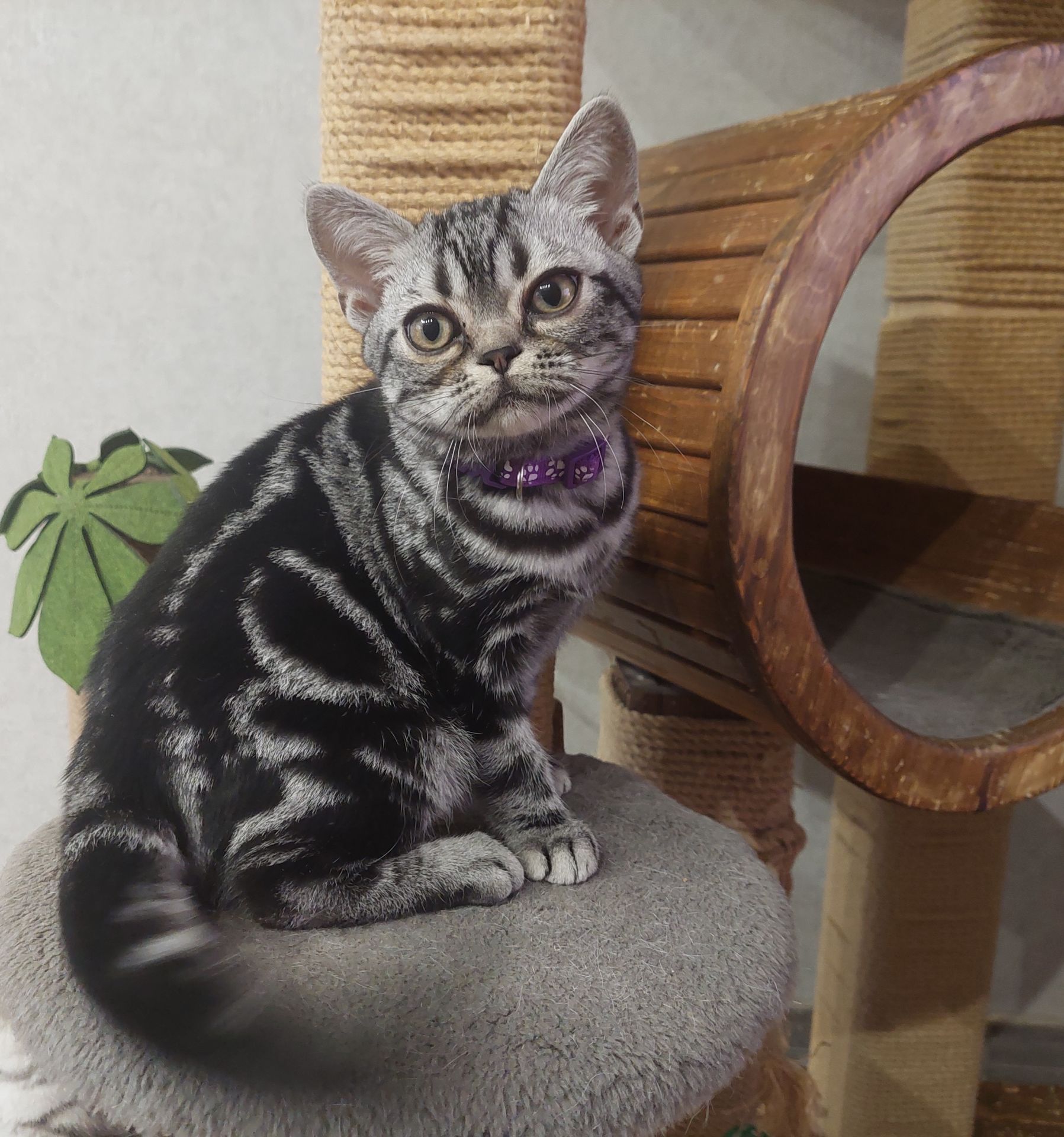 Хлопчик Ден. Американска короткошерстна