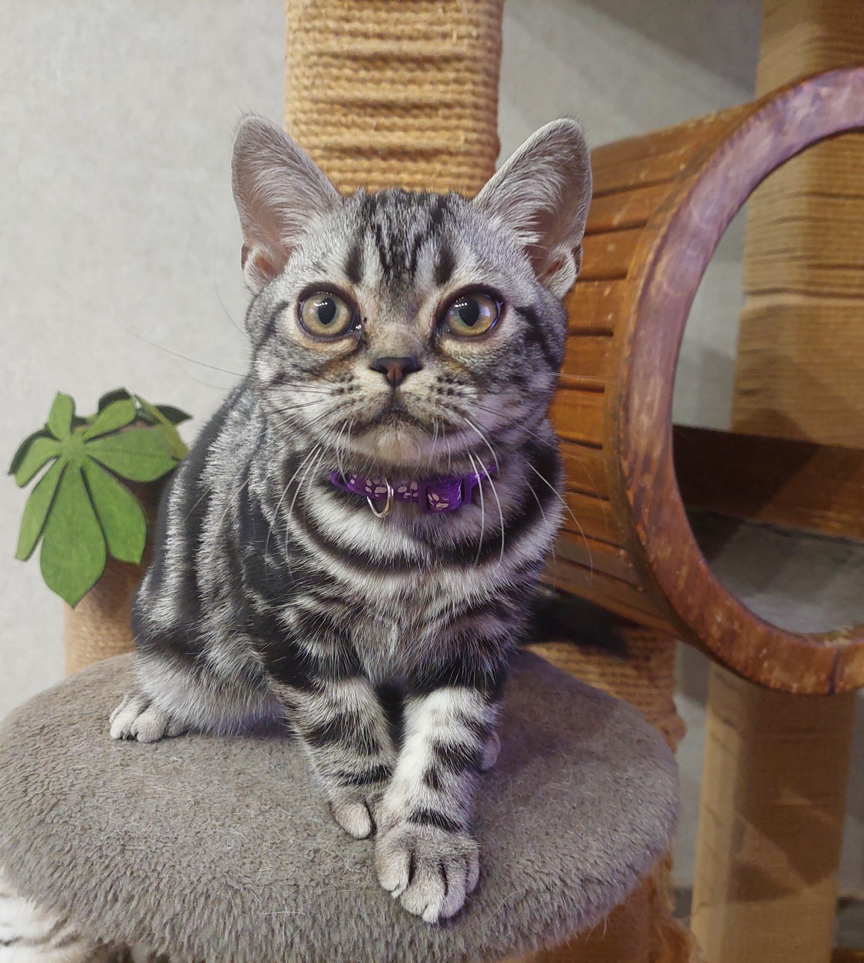 Хлопчик Ден. Американска короткошерстна