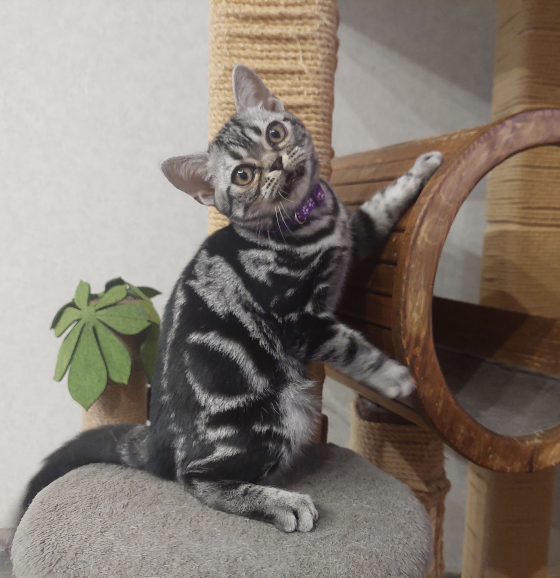 Хлопчик Ден. Американска короткошерстна