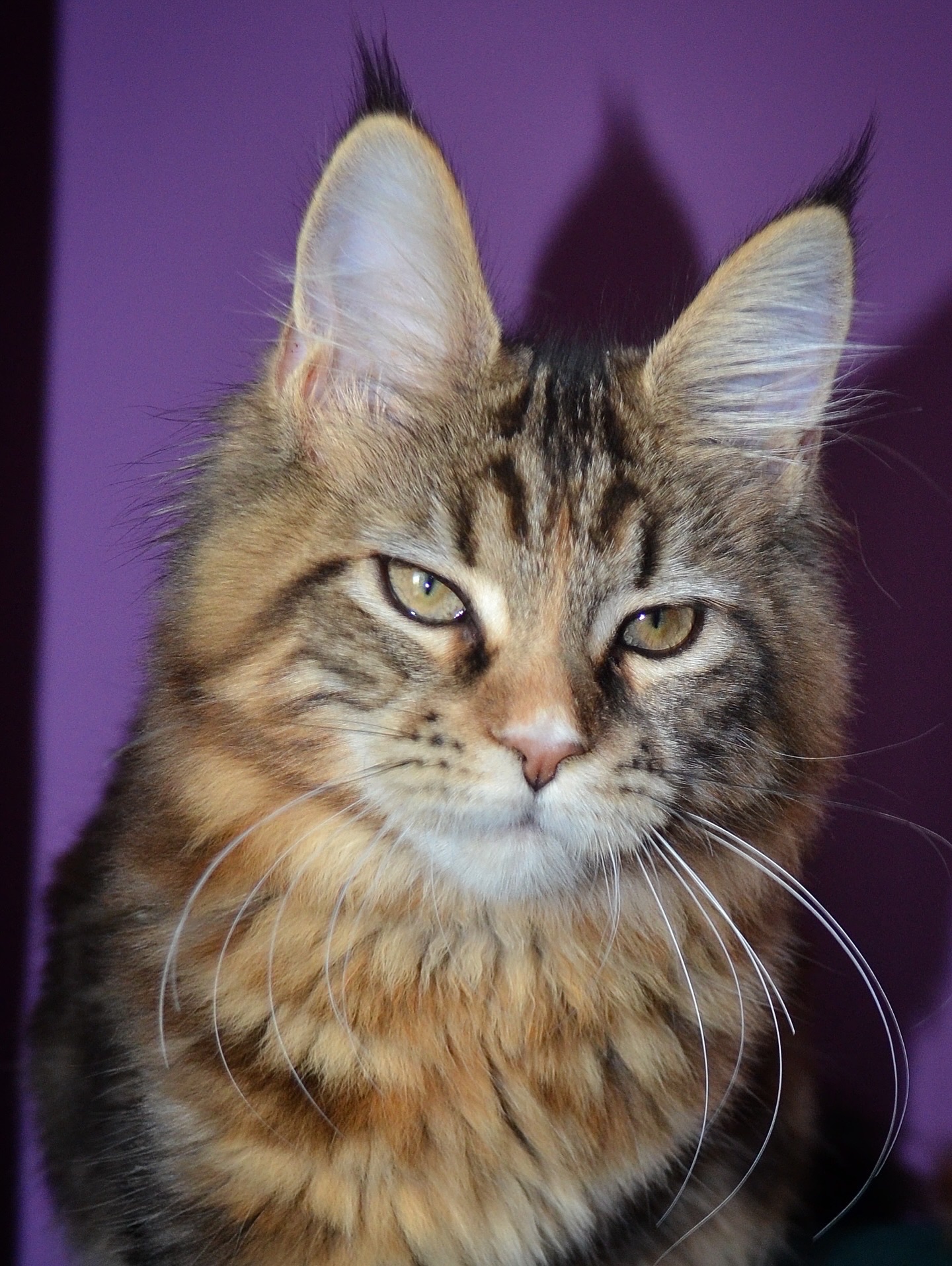 Кошеня Maine coon, Мейн кун.