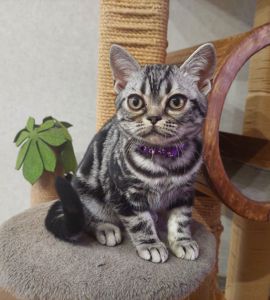 Хлопчик Ден. Американска короткошерстна