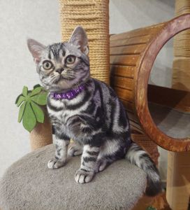 Хлопчик Ден. Американска короткошерстна