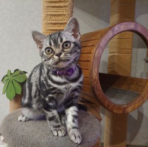 Хлопчик Ден. Американска короткошерстна