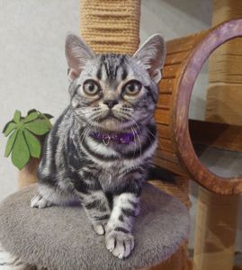 Хлопчик Ден. Американска короткошерстна