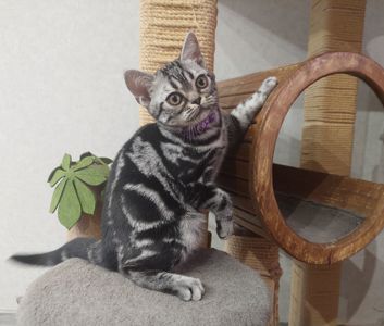 Хлопчик Ден. Американска короткошерстна