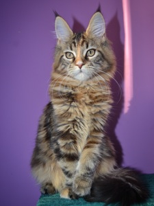 Кошеня Maine coon, Мейн кун.