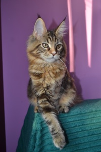 Кошеня Maine coon, Мейн кун.