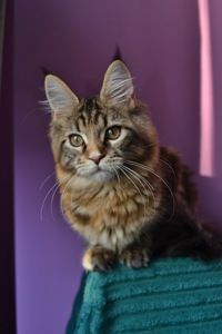 Кошеня Maine coon, Мейн кун.
