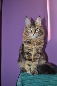 Кошеня Maine coon, Мейн кун.
