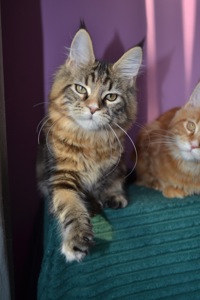 Кошеня Maine coon, Мейн кун.