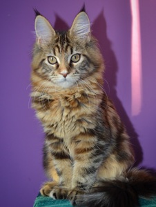 Кошеня Maine coon, Мейн кун.