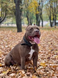 Красень Американський PIT BULL шукає дівчину