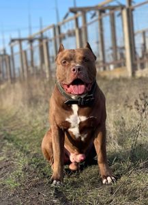 Красень Американський PIT BULL шукає дівчину