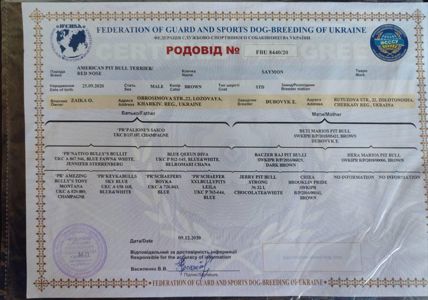 Красень Американський PIT BULL шукає дівчину