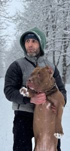 Красень Американський PIT BULL шукає дівчину